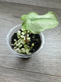Image 2 of Alocasia Pink Dragon ‘Stardust’ (PDS8)