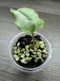 Image 3 of Alocasia Pink Dragon ‘Stardust’ (PDS8)