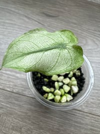 Image 4 of Alocasia Pink Dragon ‘Stardust’ (PDS8)