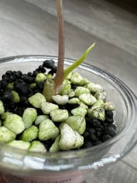 Image 5 of Alocasia Pink Dragon ‘Stardust’ (PDS8)