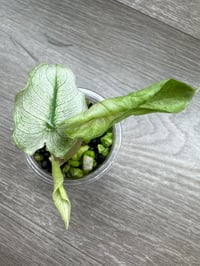 Image 2 of Alocasia Pink Dragon ‘Stardust’ (PDS9)