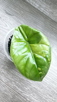 Image 1 of ALOCASIA SINUATA ALBO STARTER (SIN1) *High color*