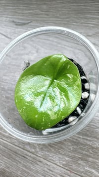 ALOCASIA SINUATA ALBO (SIN2)