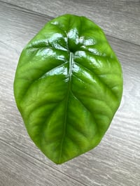 ALOCASIA SINUATA (SIN3)