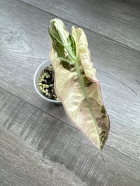 Image 1 of ALOCASIA POLLY VARIEGATED (P4)