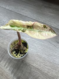 Image 2 of ALOCASIA POLLY VARIEGATED (P4)