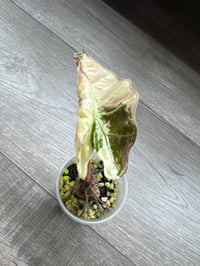 Image 3 of ALOCASIA POLLY VARIEGATED (P4)