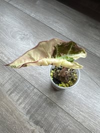 Image 4 of ALOCASIA POLLY VARIEGATED (P4)