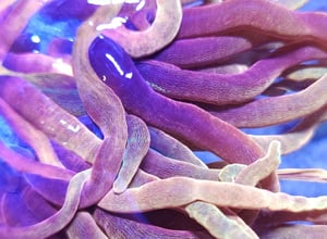 Image of Chicago Sunburst Anemone 3"+