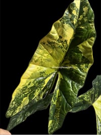 Image 1 of ALOCASIA SIMPO AUREA VARIEGATED (CORM ONLY)