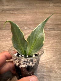 Image 2 of HOYA POLYNEURA ALBO (PN2)