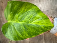 Image 2 of MONSTERA BORSIGIANA AUREA