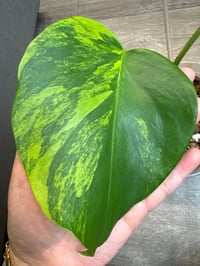 Image 3 of MONSTERA BORSIGIANA AUREA