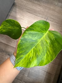 Image 1 of MONSTERA BORSIGIANA AUREA