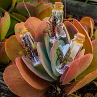 Image 1 of Critters (3D) - Message in a Bottle