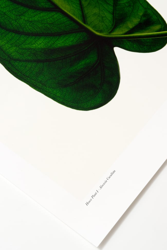 House Plant I - Alocasia cucullata