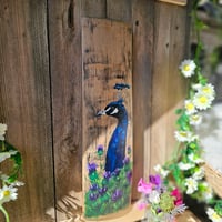 Image 1 of Peacock amongst the thistles. 