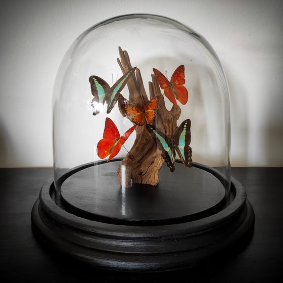 Image of Glassdome Mixed Butterflies 