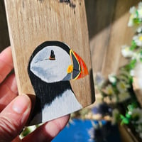 Image 3 of Wee Puffin