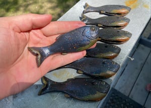 Image of Bob’s Bluegill 2pk (Warmouth)