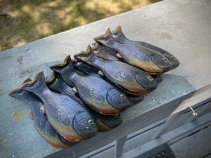 Image of Bob’s Bluegill 2pk (Warmouth)