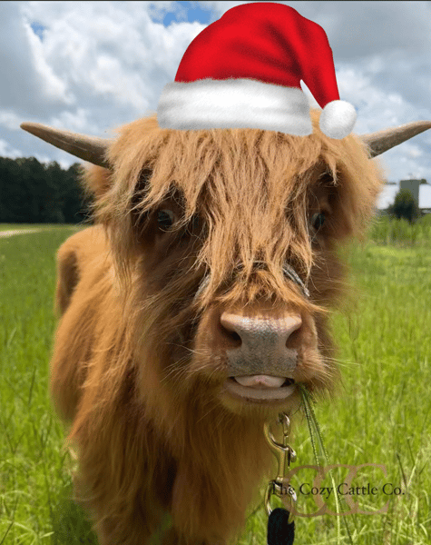 Image of Holiday Highland Cow Minis 11/3