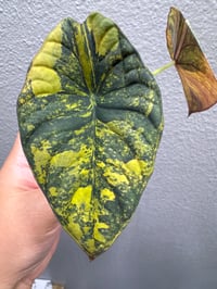 Image 3 of ALOCASIA NEBULA AUREA VARIEGATED
