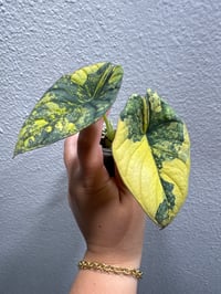 Image 1 of ALOCASIA NEBULA AUREA VARIEGATED
