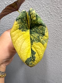 Image 4 of ALOCASIA NEBULA AUREA VARIEGATED