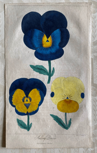 Antique  Floral illustration (A)