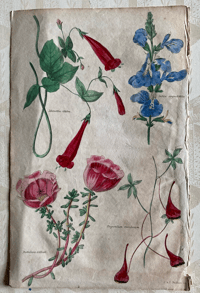 Antique floral illustration (B)