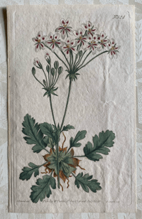 Antique floral illustration (C)