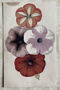 Antique floral illustration (G)