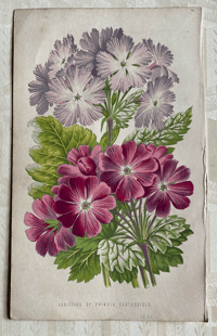 Antique floral illustration (I)