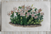 Antique floral illustration (J)