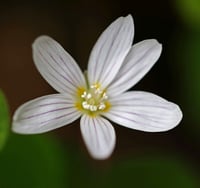 Image 3 of Oxalis (Redwood Sorrel) : Oxalis Oregana