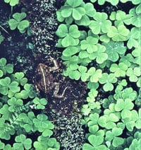 Image 4 of Oxalis (Redwood Sorrel) : Oxalis Oregana