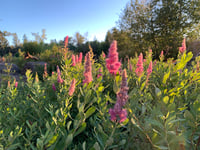 Image 2 of Douglas Spirea : Spiraea douglasii