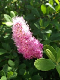 Image 3 of Douglas Spirea : Spiraea douglasii