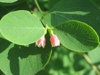 Image 3 of Snowberry : Symphoricarpos albus