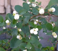 Image 4 of Snowberry : Symphoricarpos albus