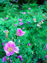 Image 1 of Nootka Rose : Rosa nutkana