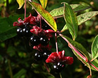 Image 2 of Twinberry : Lonicera involucrata