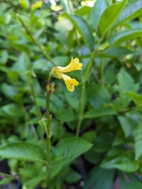 Image 3 of Twinberry : Lonicera involucrata