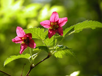 Image 2 of Salmonberry: Rubus spectabilis