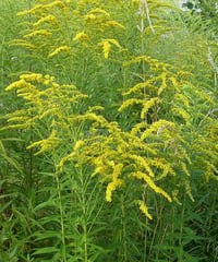 Image 4 of Goldenrod : Solidago sp.