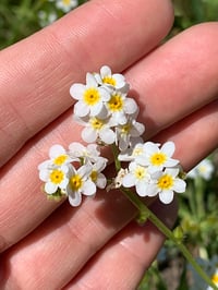 Image 1 of Popcorn Flower : Plagiobothrys figuratus