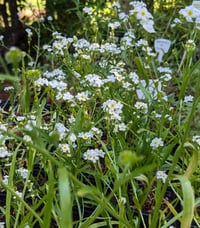 Image 3 of Popcorn Flower : Plagiobothrys figuratus