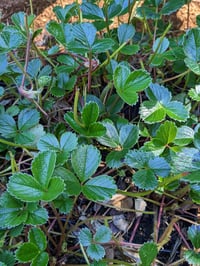 Image 1 of Coastal Strawberry : Fragaria chiloensis