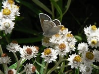 Image 2 of Pearly Everlasting : Anaphalis margaritacea